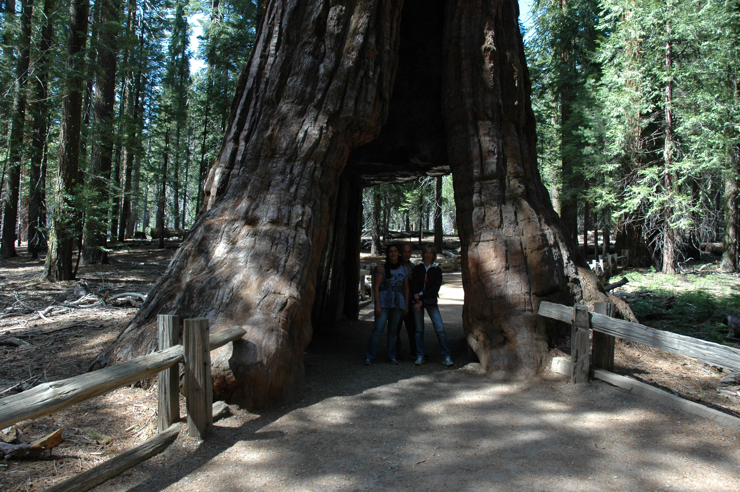 Galleria di legno pregiato di Cav1954