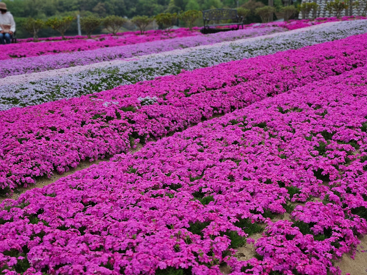 ヴェルちゃんさんが投稿した芝桜・芝桜富士・門入ダム・旦那の愛車・ソフトクリームに関するカスタム事例の投稿画像8枚目