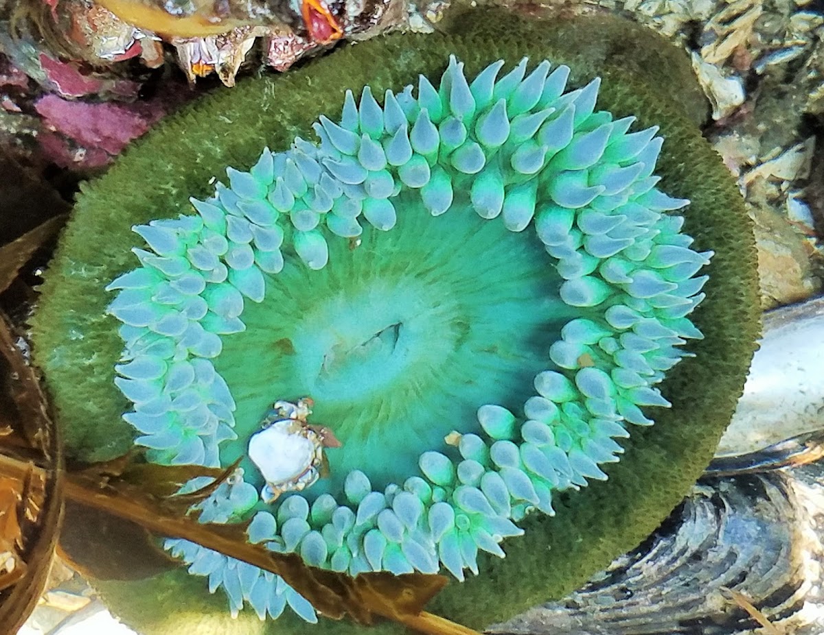 Giant green anemone