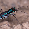 Tiger beetle