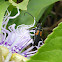 Flower Longhorn Beetle