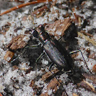 Punctured Tiger Beetle