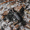 Punctured Tiger Beetle