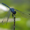 Dragonfly or Libélula