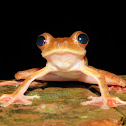 Harlequin Tree Frog