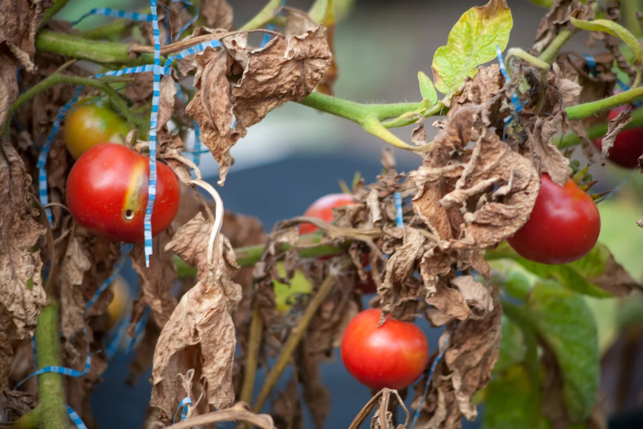 Tomato leaves browning