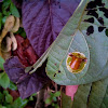 Tortoise Beetle