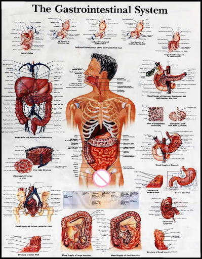 3D Human Anatomy. 👭Discover the Human Body