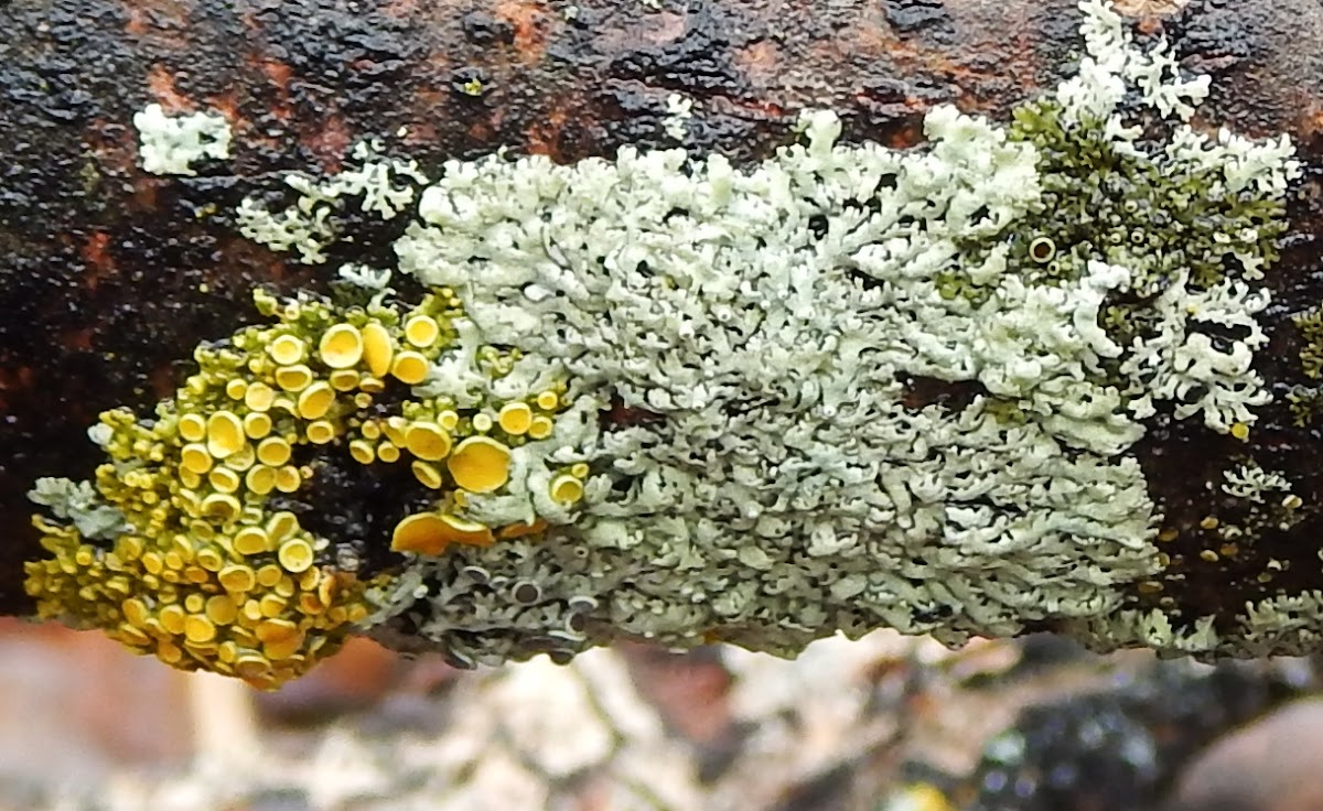 Yellow Cup Fungus