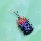 Spiny Leaf Beetle