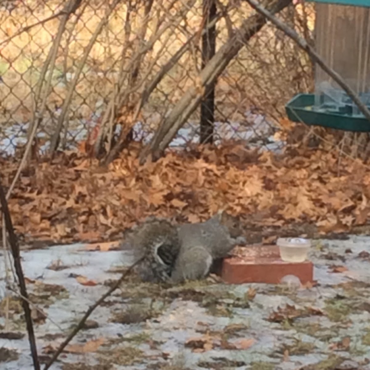 Gray Squirrel