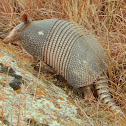 Nine-Banded Armadillo