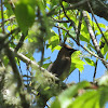 Cedar Waxwing