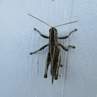 Two-Striped Grasshopper