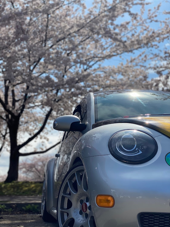 ニュービートルの遅い春・桜満開に関するカスタム事例の投稿画像1枚目