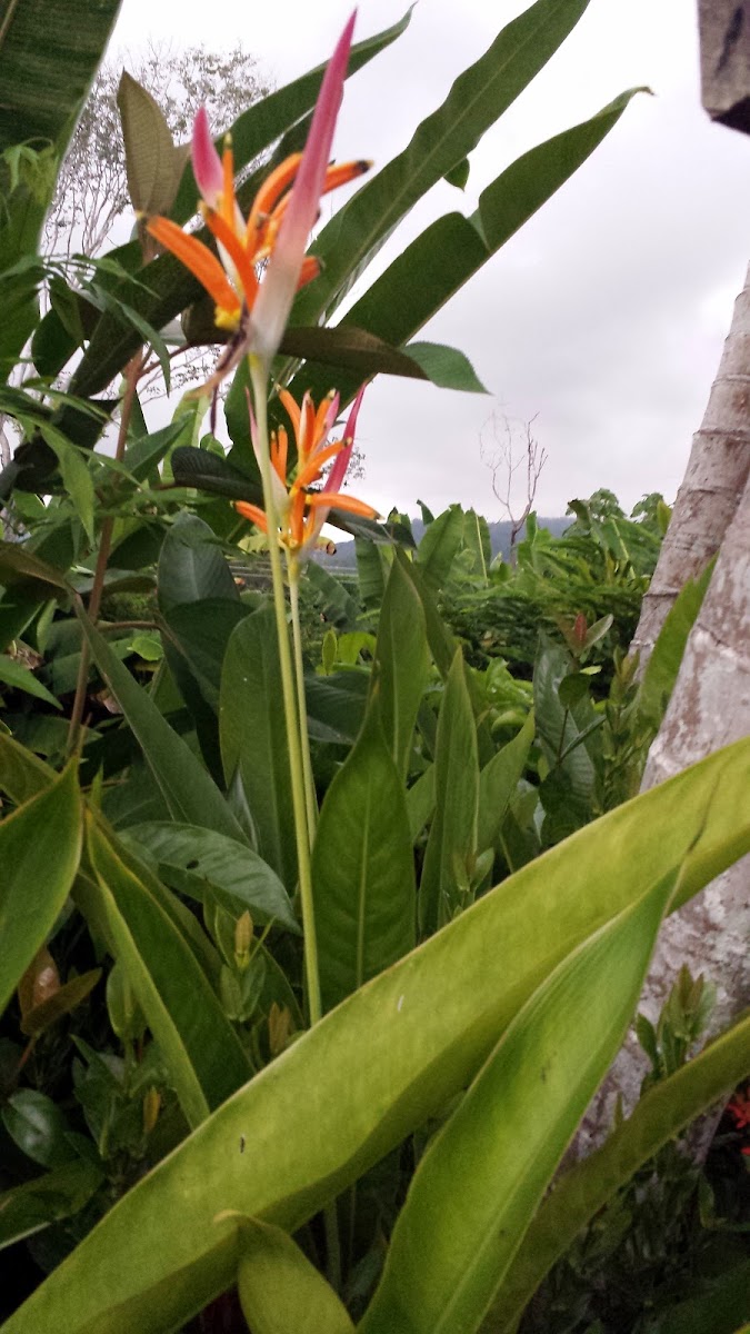 Parakeet Flower