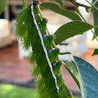 Green caterpillar