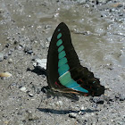 Common Bluebottle