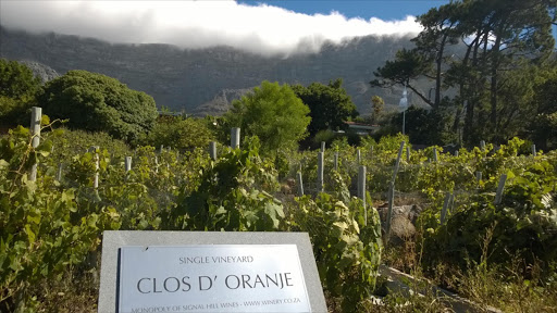 Cape Town’s tiny urban vineyards produce exquisite wine