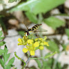 Long hoverfly