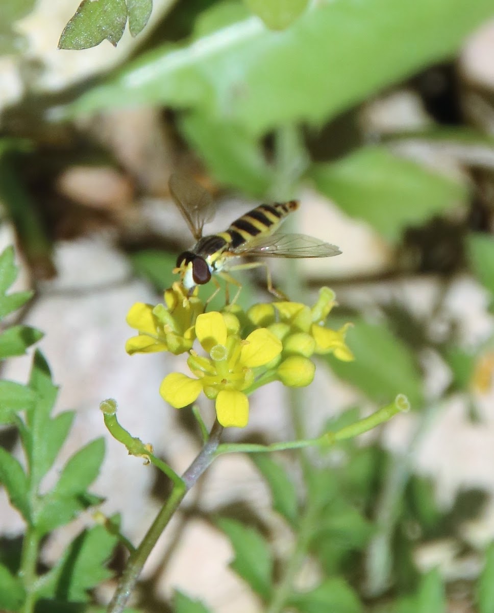 Long hoverfly