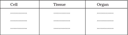 Shape of the Cell