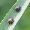 Ladybird pupa