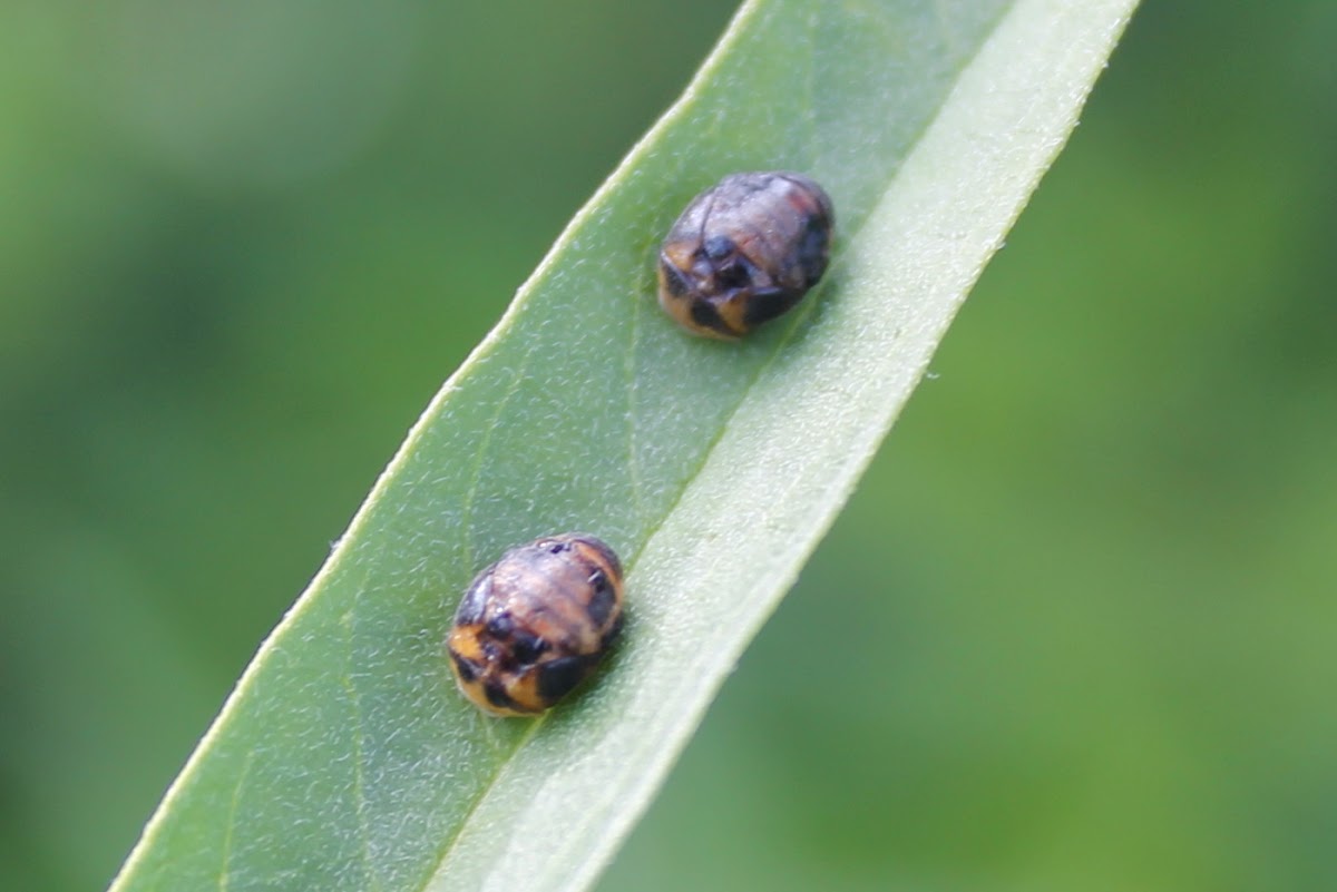 Ladybird pupa