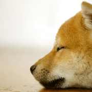 Shiba Inu Puzzle 1.21 Icon