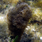 Corky Finger Coral