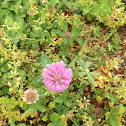 Red Clover