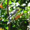 Noisy miner