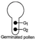 Pollen-Pistil Interaction