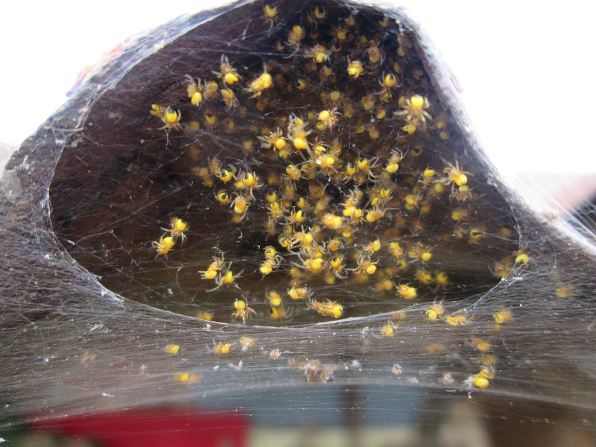 European garden spiderlings