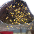 European garden spiderlings