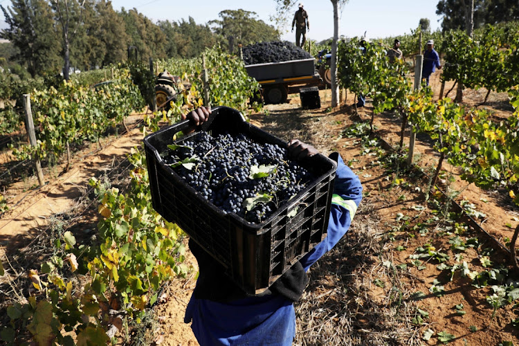 Farm workers harvest grapes at the Diemersfontein Wine and Country Estate in Wellington in the Western Cape on March 25 2021. Wine grape farmers and wineries have called on the government to exercise sound judgment when announcing excise duties during the national budget speech next week.