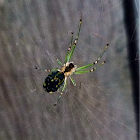 Venusta Orchard Spider