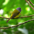 Grey Headed Canary Flycatcher