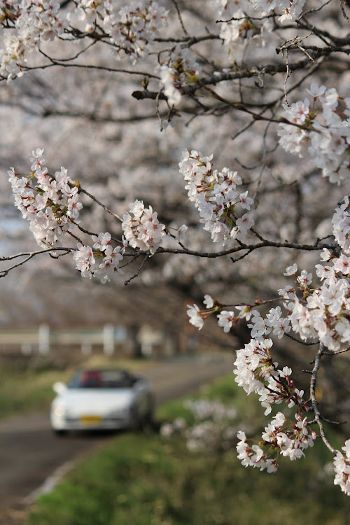 ビートの桜とビート・桜・満開の春・オープンカーの日に関するカスタム事例の投稿画像9枚目