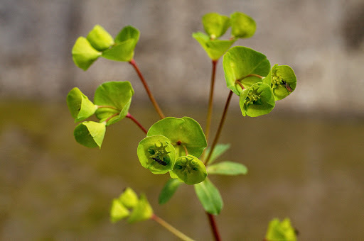 Euphorbia amygdaloides