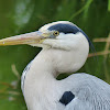 grey heron