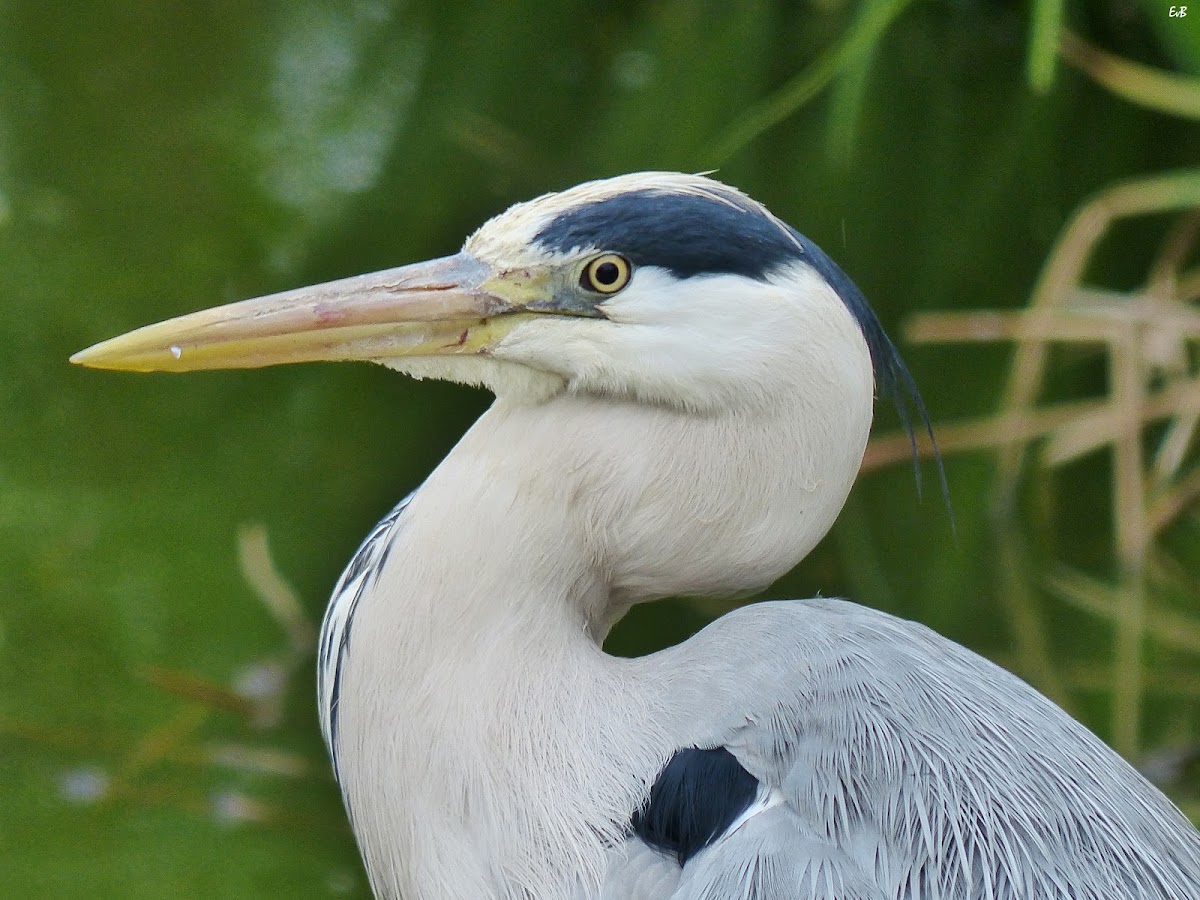 grey heron