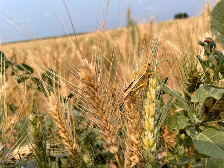 A grasshopper perches on a drought-stressed spring wheat plant near Bowdon, North Dakota, the US, on July 28 2021. Picture: REUTERS/KARL PLUME