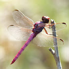 Roseate Skimmer