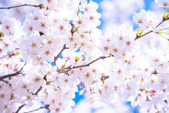 春、雨時々桜③