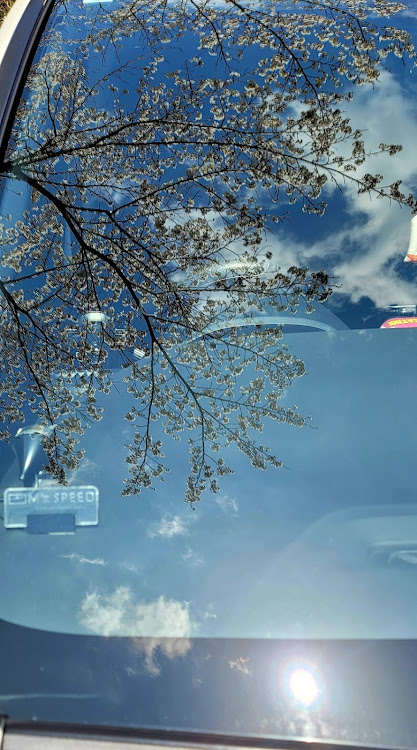 ヴォクシーの4月もよろしくお願い致します🌸・ドライブ・サクラと愛車に関するカスタム事例の投稿画像3枚目