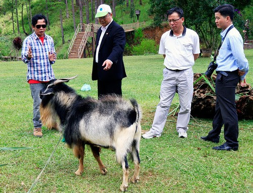 Làng Cù Lần, đàn dê có bờm sư tử 2