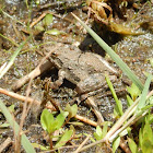 Northern Cricket Frog