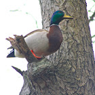 Mallard Drake