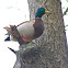 Mallard Drake